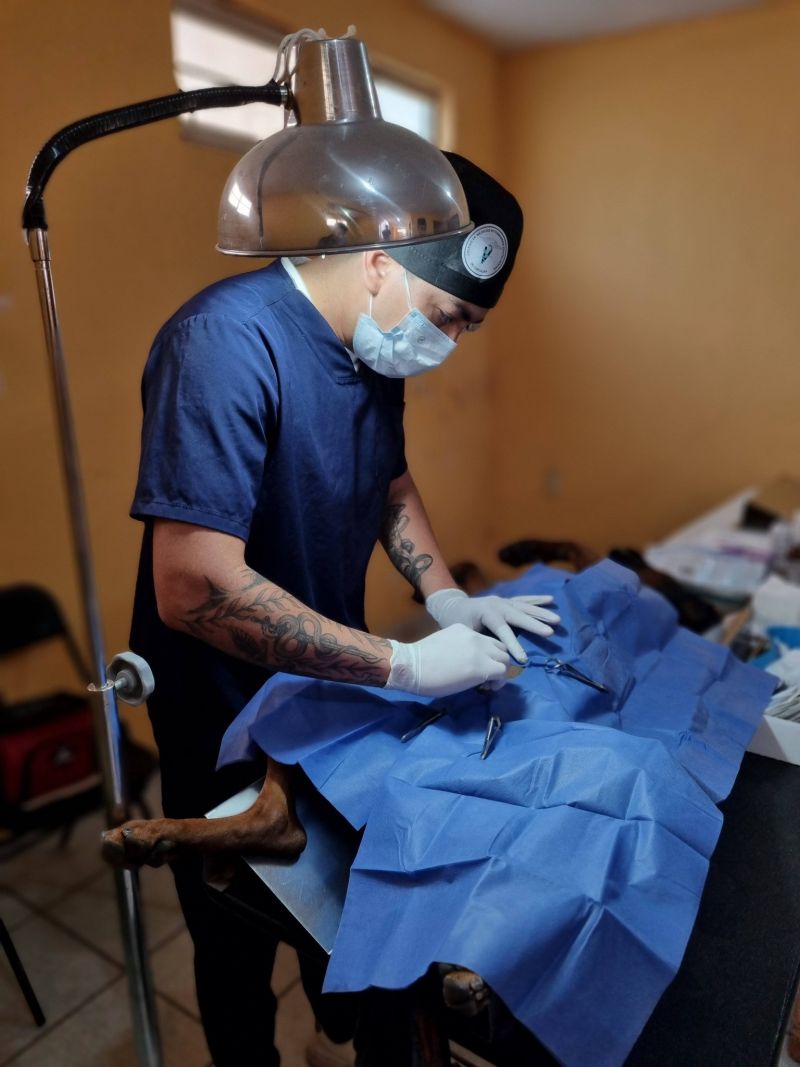 ¡Campaña de Esterilización Canina y Felina por parte de la Sindicatura Municipal!